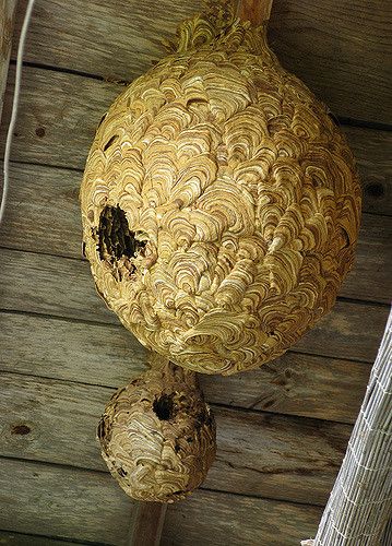 Japanese wasp nests. The large one is about 60cm in diameter. Photo by Ben Dixon Hornet, Nesting Boxes Diy, Butterfly Information, Hornets Nest, Wasp Nest, Bees And Wasps, Natural Structures, Creepy Crawlies, Organic Form