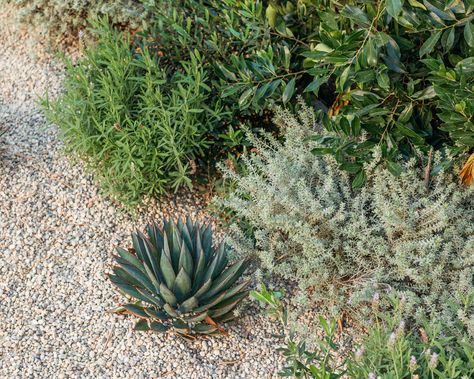 Mediterranean Border Garden, Coastal Rosemary Landscape Design, Mediterranean Curb Appeal, Landscape Mediterranean Style, California Mediterranean Landscaping, Mediterranean Rock Garden, Meditterean Landscape Design, Modern Mediterranean Landscape, Mediterranean Yard Ideas