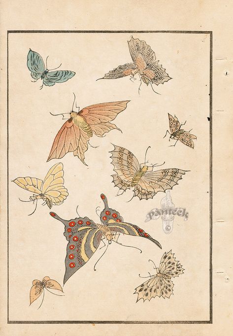 Butterfly Designs from Japanese Design Prints for Decorative Arts 1892 Japanese Butterfly Drawing, Butterfly Japanese Art, Japanese Butterfly Tattoo Design, Japanese Insects, Japanese Butterfly Tattoo, Japanese Butterfly, Japanese Reference, Vintage Tattoo Design, Butterfly Designs