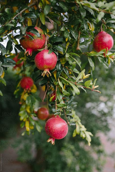 Pomegranate Growing, Pomegranate Tree, Fruits Decoration, Pomegranate Art, Fruit Photography, Beautiful Fruits, Fruit Painting, Fruit And Veg, Natural Dye