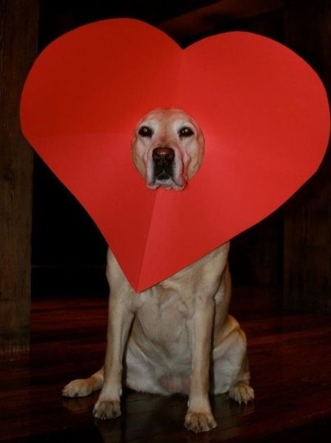 I love you this much. | Community Post: 60 Times Golden Retrievers Were So Adorable You Wanted To Cry Yellow Labs, Valentines Day Dog, Dog Valentines, Golden Retrievers, So Adorable, Happy Valentine's Day, Happy Valentine's, Cocker Spaniel, Mans Best Friend