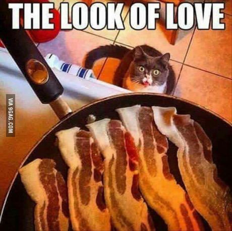 So good Funny Animal Pictures, Crazy Cat Lady, Bacon Funny, Funny Looking Cats, Animal Pics, Funny Cat Memes, Cute Funny Animals, Animal Memes, Crazy Cats