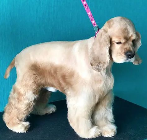 Cocker Spaniel Haircut, Cocker Spaniel Grooming, Puppy Haircut, Big Stuffed Animal, Daisy Dog, Dog Grooming Tips, Puppy Cut, Dog Haircuts, Grooming Style