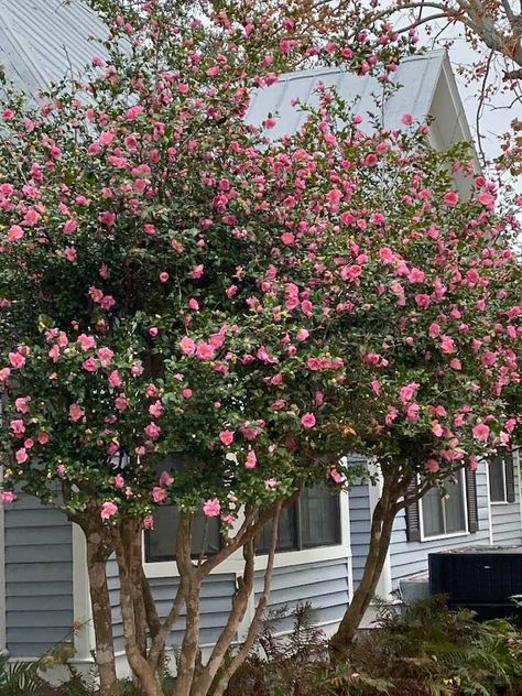 This gorgeous Camelia Tree lives across the street. We must plant one in our yard. Camillia Bush Landscape, Camelia Garden, Camilla Tree, Camelia Tree, Fast Growing Pine Trees, Container Trees, Front Driveway, Cloud Pruning, Camellia Tree