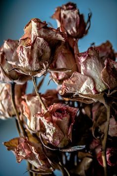 Dead Roses, Decay Art, Billy Kidd, Dead Flowers, Father Died, Dried Roses, Growth And Decay, Plant Photography, A Level Art