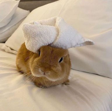 Us after our skincare routine 💧 Rabbit Life, Ny Life, Disney Princess Modern, Rabbit Lover, Bunny Lovers, Modern Disney, Cool Gifts For Women, Large Animals, Pet Bed