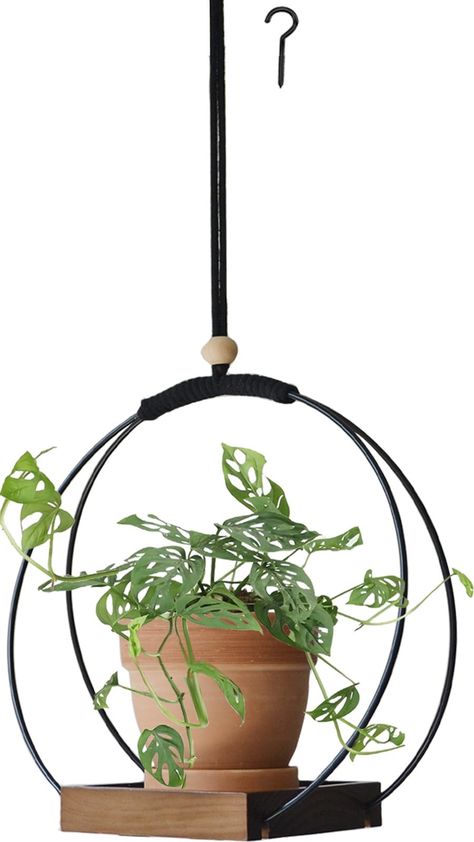 Hanging indoor plants