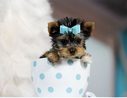 ♥♥♥ Teacup Yorkie! ♥♥♥ Bring This Perfect Baby Home Today! Call 954-353-7864 www.TeacupPuppies... ♥ ♥ ♥ TeacupPuppiesStore - Teacup Puppies Store Tea Cup Yea Cup Yorkie, Teacup Yorkie For Sale, Yorkies For Sale, Top Dog Breeds, Tea Cup Dogs, Teacup Yorkie, Terrier Puppies, Yorkie Dogs, Yorkshire Terrier Puppies