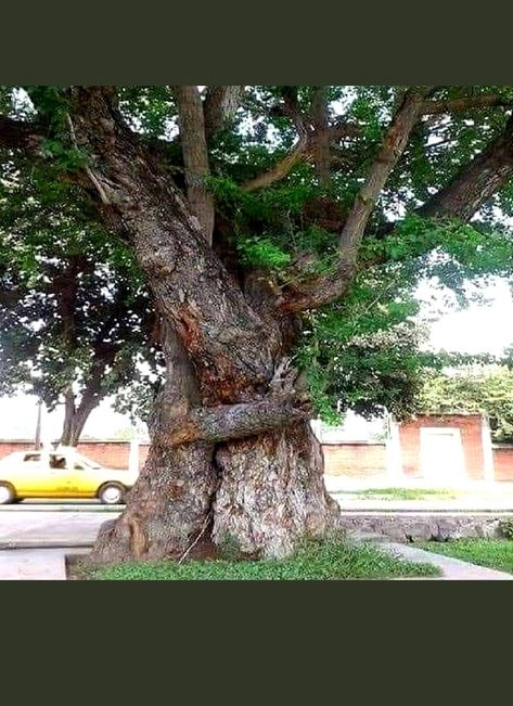 From tree hugging to...hugging trees! 🤗 Hugging Tree, Hug A Tree, Tree Hugging, Weird Trees, Amazing Trees, Shinrin Yoku, Magical Tree, Two Trees, Big Hug