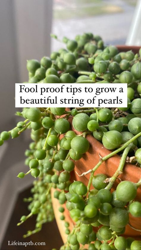 Succulent Pearl Plant, Pearl Plant Hanging, Pearl Succulent Care, Mother Of Pearl Plant, Strong Of Pearls Plant, Diy Hanging Propagation, Diy Succulent Decor, Potting Succulents Indoor, String Of Frogs Plant