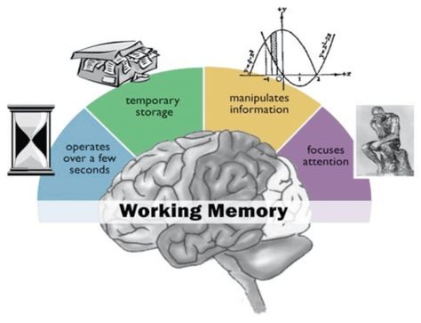 memory-supplements-prevent-memory-loss    http://www.brain-smart.net/how-advances-in-memory-supplements-mean-age-related-memory-loss-is-not-inevitable/ Psychology Resources, Executive Functions, Brain Based Learning, College Algebra, Multiple Intelligences, Brain Learning, Executive Function, Executive Functioning Skills, Sensory Tools