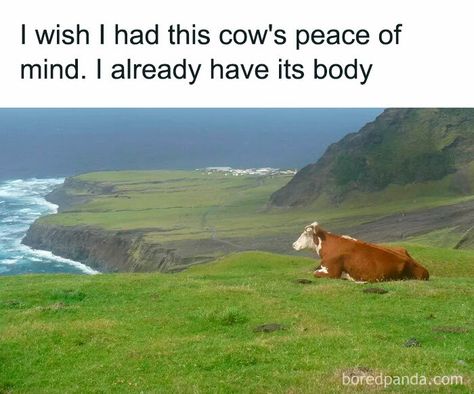 “Sarcasm Only”: 50 Hilariously Unhinged Memes That May Tickle Your Funny Bone (New Pics) Unhinged Memes Hilarious, Funny Ironic Memes Hilarious, Crude Humor Memes Funny, Cow Meme Funny, Radical Acceptance, Cow Memes Hilarious So Funny, Sarcasm Only, Cows Meme Hilarious, Sarcasm Humor