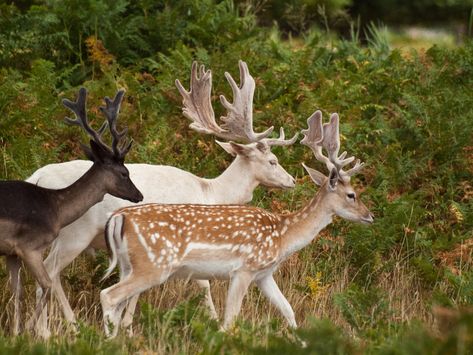 Albino Deer, Rain Deer, Deer Photos, Fallow Deer, Albino Animals, Pretty Animals, August 10, Jolie Photo, Rain Cover