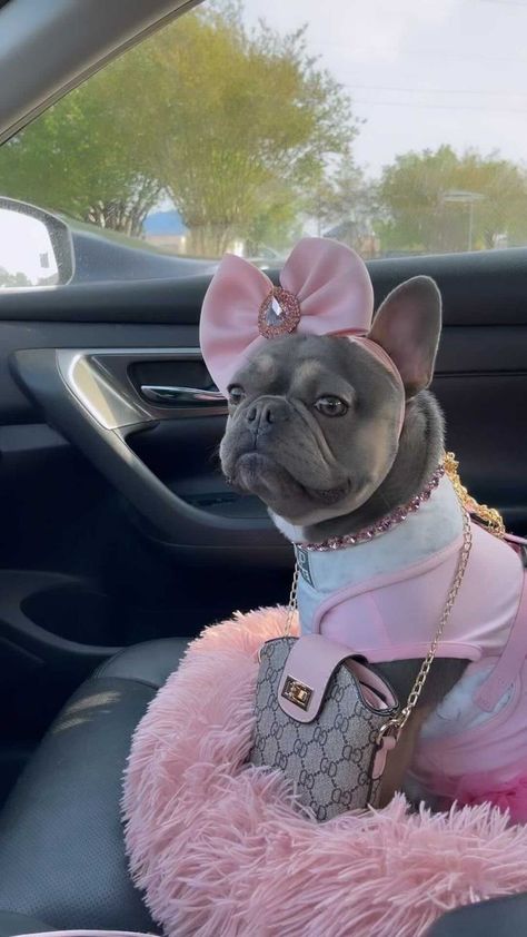 Princess Dog Aesthetic, Pink Puppy Stuff, Spoiled Dog Aesthetic, Boujee Dog Stuff, Pink Dog Stuff, Pink Puppy Aesthetic, Pics With Your Dog, Pink Dog Aesthetic, Cute Dog Outfits