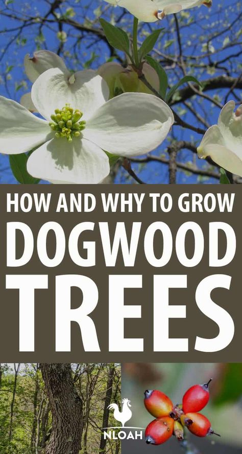 How To Plant A Dogwood Tree, Flowering Dogwood Tree Front Yards, Planting Dogwood Trees, Landscaping With Dogwood Trees, Dogwood Landscape Ideas, Dogwood Trees In Landscaping, Dogwood Landscaping, Dogwood Tree Landscaping, Ornamental Trees Landscaping