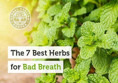 The 7 Best Herbs for Bad Breath | Wake Up World Mouth Health, When To Plant Vegetables, Mouth Rinse, Herbal Plants, Organic Herbs, The Good News, Organic Health, Food Videos Cooking, Health Info