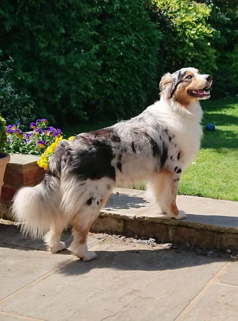 Australian Shepherd blue merle with full tail Aussie Shepherd Blue Merle, Blue Australian Shepherd, Aussie Blue Merle, Australian Shepherd With Tail, Australian Shepherd Merle, Blue Merle Australian Shepherd, Australian Shepherd Blue Merle, The Animals, Aussie Shepherd