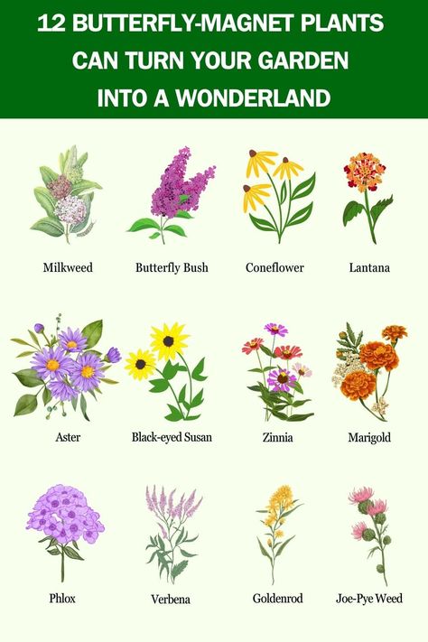 These 12 Butterfly-Magnet Plants Can Turn Your Garden Into A Wonderland Backyard Wildflower Garden Flower Beds, Flowers For Butterfly Garden, Butterfly Garden Flowers, Butterfly Attracting Flowers, Florida Butterfly Garden, Butterfly Garden Ideas, Plants For Butterflies, Butterfly Nectar, Milkweed Butterfly