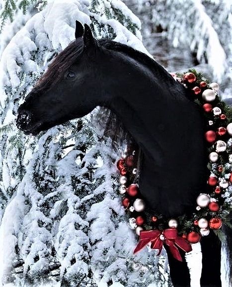 Christmas Horse Photoshoot, Horse Christmas Pictures, Cute Christmas Animals, Horse Snow, Horses In Snow, Pictures With Horses, Winter Horse, Christmas Horse, Cute Horse Pictures