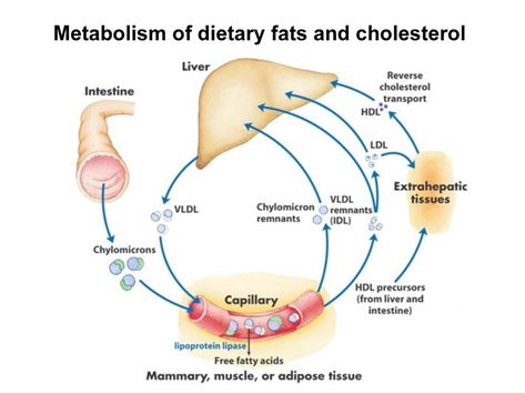 Lipid Metabolism, Hdl Ldl, Acetyl Coa, Blood Plasma, Medical Studies, Adipose Tissue, Circulatory System, Cholesterol Levels, Cardiovascular Disease