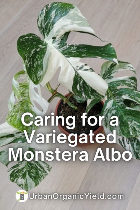 Variegated Monstera Plant, Albo Monstera Plant, Monstera Albo Care, Monstera Albo Variegata, Monstera Care, Plant Knowledge, Monstera Plant Care, Monstera Plants, Variegated Monstera