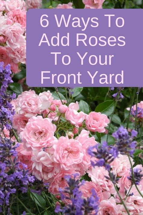 Rose Garden Front Yard Landscaping Ideas, Fromt Yard Garden, Rose Front Garden, Landscaping With Roses Front Yard, Rose Bush In Front Of House, Landscaping With Roses Ideas, Rose Bush Front Yard, Hydrangea And Rose Garden, Roses In Flower Beds