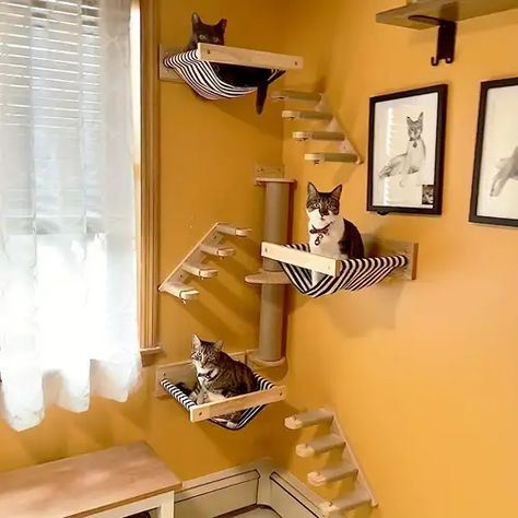 Cat Jungle Gym Wall, Office Cat Room, Funky Bedroom Ideas, Cat Jungle Gym, Cat House Ideas, Cat Room Decor, Cat Tree Designs, Cat Jungle, Cat Climbing Wall