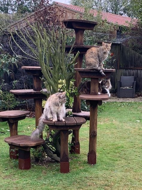 Outdoor Cat Lounge, Outdoor Cat Climber, Outdoor Cat Garden Ideas, Outdoor Cat Tree Ideas, Outside Cat Tree, Cat Area Outside, Backyard For Cats, Cats House Ideas Outdoor, Garden Cat House