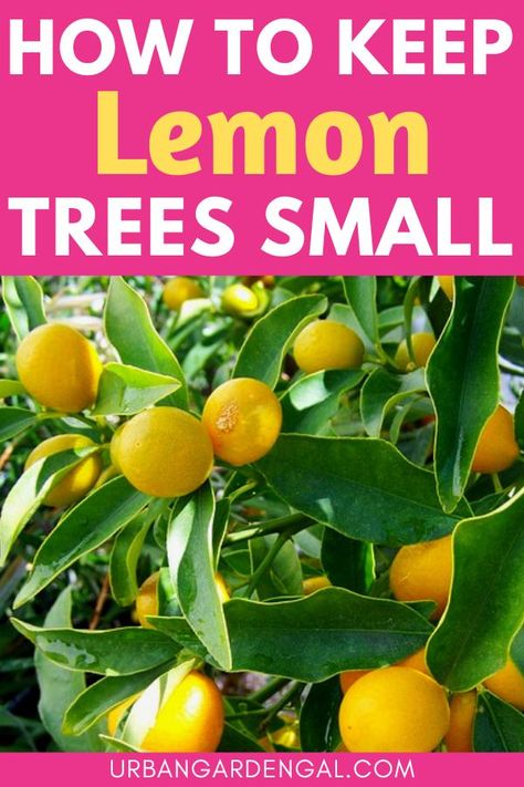 Small lemon tree Container Lemon Tree, How To Prune A Lemon Tree, How To Grow A Lemon Tree In A Pot, How To Grow Lemons From Seeds, Small Lemon Tree, Lemon Growing, Prune Lemon Tree, Lemon Tree Potted, Indoor Lemon Tree