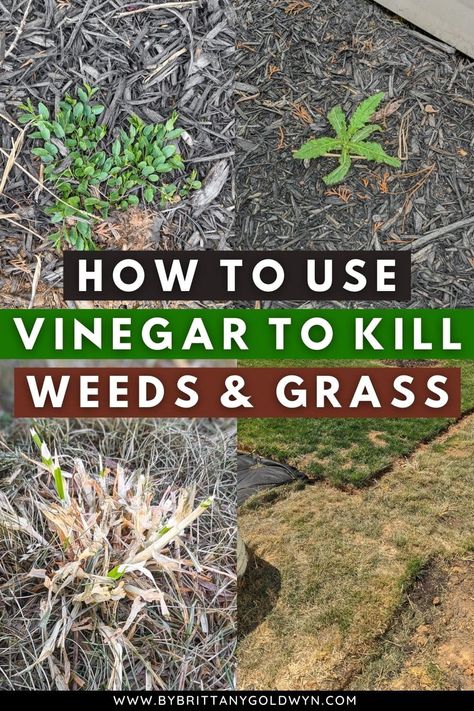 Vinegar To Kill Weeds, Vinegar For Weeds, Kill Weeds With Vinegar, Backyard Raised Garden, Kill Weeds Naturally, Killing Weeds, Kill Weeds, Grass Weeds, Under Decks