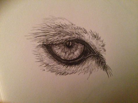 Quick sketch of a mountain lion eye. Used only a 1B graphite pencil. Lion Eyes Drawing, Drawing Of Lion, Lion Eyes, Mountain Lion, Graphite Pencils, Quick Sketch, Eye Art, Lion, Sketch