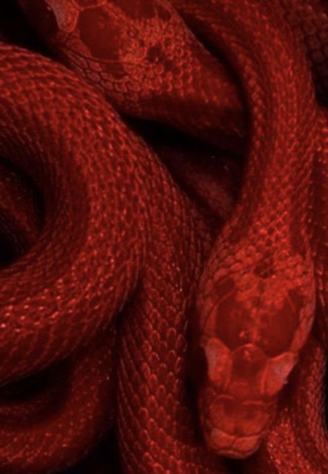 Red Snake Aesthetic, Deep Red Aesthetic, Red Goth Aesthetic, Maroon Aesthetic, Burgundy Aesthetic, Red Snake, Royal Aesthetic, Red Icons:), Pretty Photos