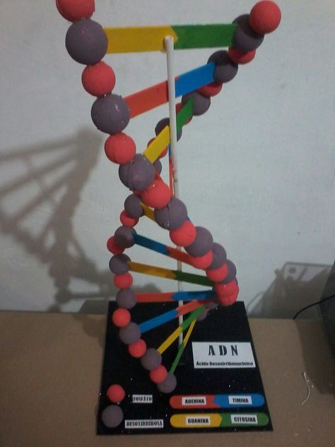 Double Helix Model Projects, Dna Helix Model, Dna Molecule Project, Dna Double Helix Model, Model Dna, Dna Model Project, Dna E Rna, Double Helix Dna, Dna Drawing