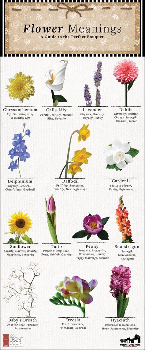 Arizona Flowers, Flowers And Their Meanings, Flower Ceremony, Sweet Smelling Flowers, Sogetsu Ikebana, Smelling Flowers, Flower Guide, Flower Meanings, Nothing But Flowers