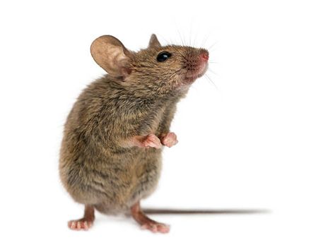 589 Field Mouse Photos and Premium High Res Pictures - Getty Images Mouse Reference Photo, Mouse Standing Up, Mouse Looking Up, Mouse Drawing Reference, Mouse Anatomy, Mouse Reference, Mouse Standing, Mouse Eating, Mouse Drawings