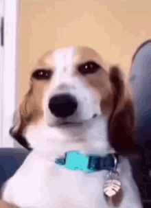 Birthday Animated Gif, Smile Meme, Cinemagraph Gif, Animiertes Gif, Smile Gif, Smiling Dogs, Birthday Gif, Funny Reaction Pictures