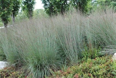 Plant of the Month September 2022: Little Bluestem — Northern Neck Native Plant Society Little Bluestem, Native Grasses, Front Landscape, Tallgrass Prairie, Garden Grass, Perennial Border, Front Landscaping, Grasses Garden, Colorful Space