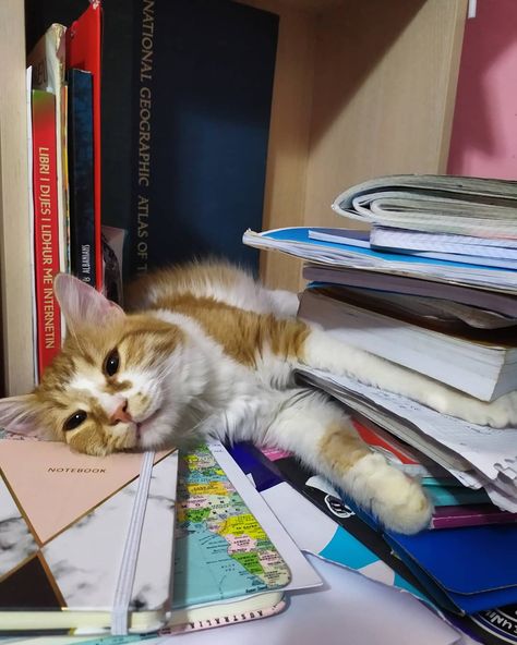 My study buddy is tired Tired Of Studying, University Collage, Tired Cat, Romanticize Studying, Hangout Ideas, Study Buddy, Paper Background Design, Cat Pet, Paper Background