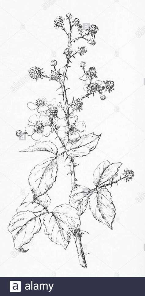 Download this stock image: Old botanical illustration engraving of Bramble, Blackberry / Rubus fruticosus. Traditional medicinal herbal plant. See Notes - 2E07GY8 from Alamy's library of millions of high resolution stock photos, illustrations and vectors. Blackberry Plant Drawing, Bramble Bush Illustration, Blackberry Bush Drawing, Blackberry Branch Drawing, Blackberry Botanical Illustration, Bramble Drawing, Blackberry Bramble Tattoo, Bramble Illustration, Briar Tattoo