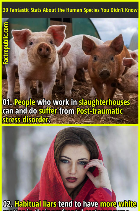 01. People who work in slaughterhouses can and do suffer from Post-traumatic stress disorder. Weird Animal Facts, Interesting Facts About Humans, Disturbing Facts, Fun Facts Scary, Obscure Facts, Creepy History, Wierd Facts, Creepy Animals, Human Body Facts