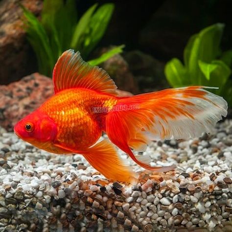 Goldfish Breeding, Ryukin Goldfish, Goldfish Care, Common Goldfish, Comet Goldfish, Goldfish Types, Bild Gold, Fantail Goldfish, Pet Goldfish