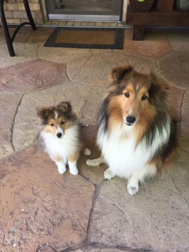 Sheltie Nation   |   Largest Community of Sheltie Lovers on the Net! Shelties Dogs, Sheltie Puppies For Sale, Sheltie Puppies, Sheltie Puppy, Shetland Sheepdog Puppies, Every Dog Breed, Sheltie Dogs, Sheep Dogs, Shetland Sheep