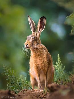 Hare Photos, Hare Pictures, Hare Watercolour, Hare Painting, Wild Hare, Rabbit Photos, Arte Doodle, British Wildlife, Animal Sketches