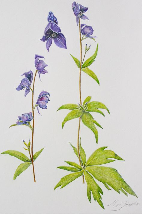 My #monkshood from the healing plants exhibit. #MarjHopkinsNatureArt Monkshood Flower Drawing, Monkshood Drawing, Monkshood Tattoo, Plant Knowledge, Diy Bleach, Future Garden, Poisonous Plants, Healing Plants, Collar Bone Tattoo