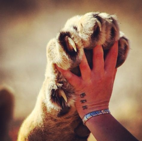 lion paws Lion Paw Drawing, Lion Paws Reference, Cowardly Lion Aesthetic, Lion Shifter Aesthetic, Lion Paw Tattoo, Lion Aesthetic Female, Narnia Moodboard, Lion Asethic, Cute Lions Aesthetic