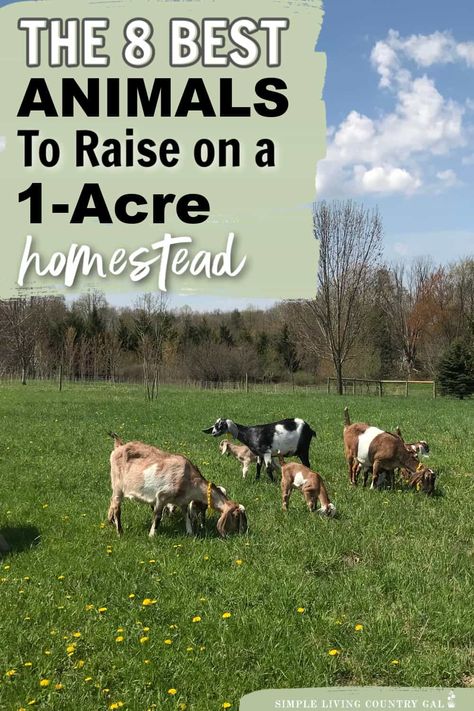 Looking to start your own homestead on just 1 acre of land? This list of our top 8 animals that are perfect for your small-space farm. This guide lists out the best animals for 1 acre homesteads, how much room they need to thrive, where to locate their housing and the benefits to consider before deciding to add them to your homestead. From chickens and goats to rabbits and bees, we've got you covered Small Animal Farm Layout, Farm Animals For Homestead, 5 Acre Layout, How Many Acres For Homestead, Small Farm Ideas Homesteads, 2acre Homestead, January Homestead To Do List, Small Farm Animals To Raise, Homestead On 2 Acres