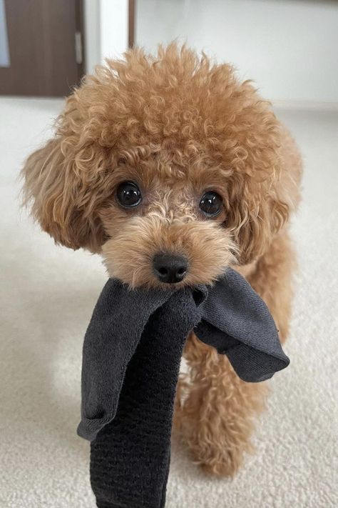 Teacup Poodle Full Grown Teacup Poodle Full Grown, Poodle Full Grown, Small Poodle, Teacup Poodle, Cute Fluffy Dogs, Cute Teacup Puppies, Cute Dog Wallpaper, Puppy Photography