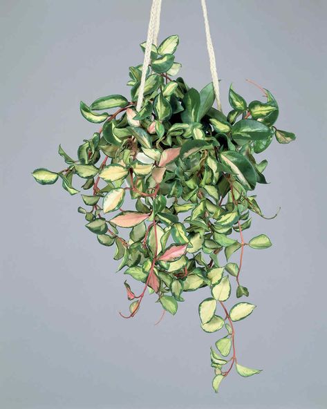 This cousin to the string of hearts plant doesn't need very much water and can flourish in medium to low light. The hoya obovota variety is particularly beautiful because of its large, circular leaves, which can hold plenty of water. #gardening #gardenideas #garden #tips #howtogrow #garden Hoya Plant Varieties, Houseplant Aesthetic, Plant Sleeve, Plant Hanging Basket, Best Indoor Hanging Plants, Shamrock Plant, String Of Hearts Plant, Plant Library, Hoya Plant