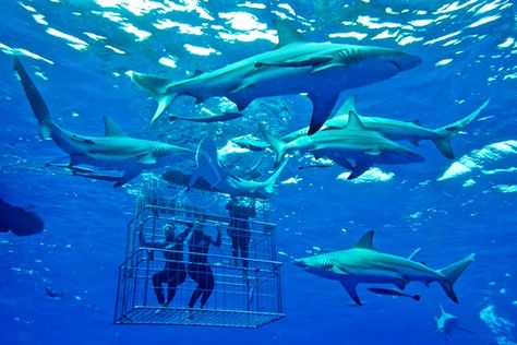 Shark Cage Diving Aesthetic, Cage Diving With Sharks, Poker King, Shark Cage, Shark Cage Diving, Creator Studio, Shark Diving, Shark Swimming, Cave Diving