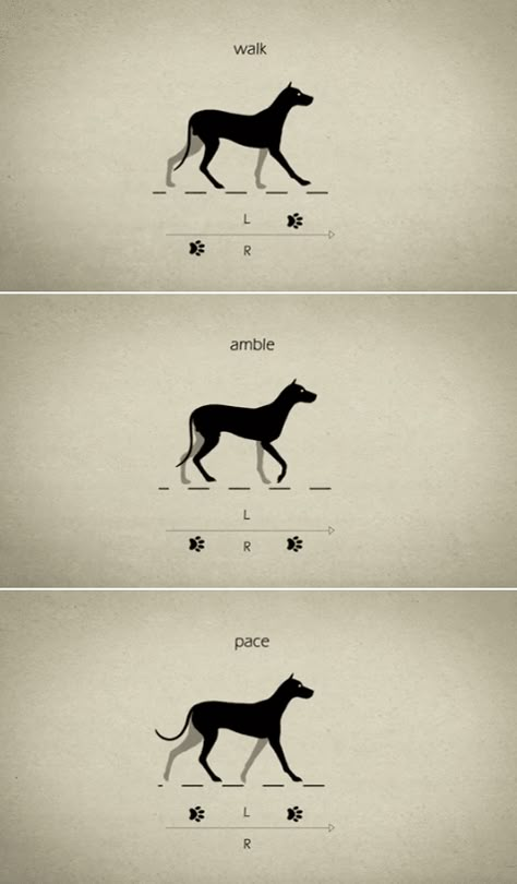 Dog Walk Cycle, Dogs Walking, Walking Animation, Walk Cycle, Animation Sketches, Dog Walk, Animation Tutorial, Animation Reference, Animated Drawings